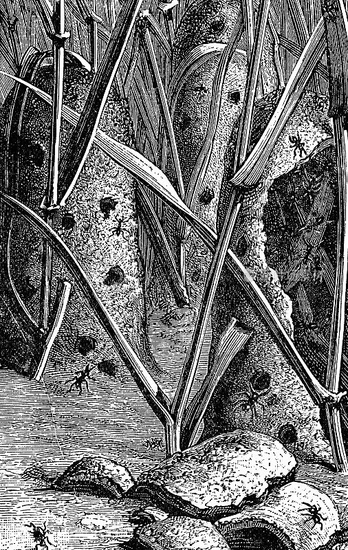不稳定蚁虫的日光巢(Tapinoma Erraticum) - 19世纪